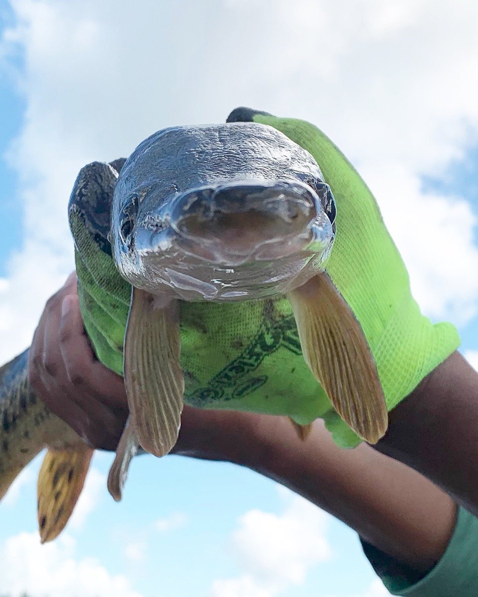 a gar held to the camera, mouth open